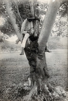 A man sitting in a tree with a pipe leading from his mouth to a hole in the trunk (destroying a mosquito breeding area ?). Photograph, 1880/1910.