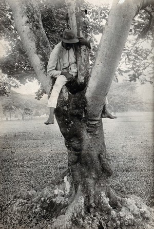 view A man sitting in a tree with a pipe leading from his mouth to a hole in the trunk (destroying a mosquito breeding area ?). Photograph, 1880/1910.