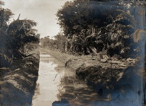 view Toro Point, Panama Canal Zone: a muddy drain with dense vegetation on either side. Photograph, 1911.