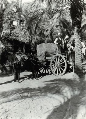 Water cart, horse-drawn, with men in turbans, beneath palm trees. Photograph, 1905/1915.