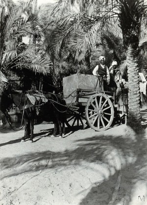 view Water cart, horse-drawn, with men in turbans, beneath palm trees. Photograph, 1905/1915.