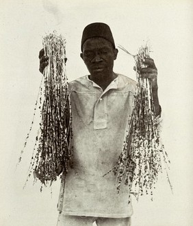 Sticky wires for catching flies at the meat and fish market, prepared in Zanzibar, held up by a local man. Photograph, ca. 1911.