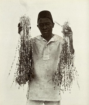 view Sticky wires for catching flies at the meat and fish market, prepared in Zanzibar, held up by a local man. Photograph, ca. 1911.