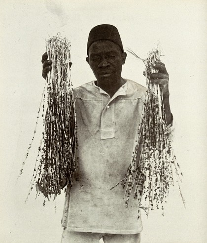 Sticky wires for catching flies at the meat and fish market, prepared in Zanzibar, held up by a local man. Photograph, ca. 1911.