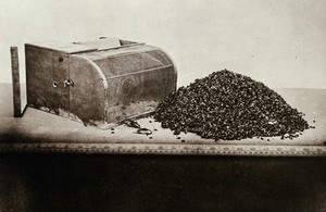 view Japanese wooden mechanical fly-trap, with emptied contents. Photograph, 1905/1915.