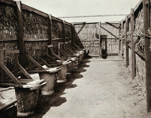view Fly-proof latrines, Tel-el-Kebir, Egypt, in World War I: the Australian camp. Photograph, 1914/1918.