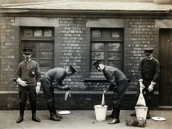 Liverpool Port Sanitary Authority rat-catchers dipping rats in buckets of petrol to kill fleas for plague control. Liverpool, England. Photograph, 1900/1920.