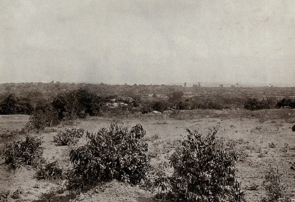 Buvuma, Uganda: a view of land with shrubs in the foreground. Photograph, 1902.