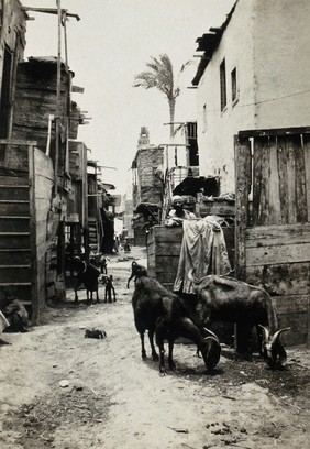 Alexandria (Rue Ibrahimich), Egypt: a city street with goats, during a typhus epidemic. Photograph, 1915/1925 (?).