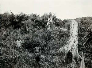 view A tropical typhus area: two men stand amidst lush vegetation and tree stumps. Photograph, 1920/1930.