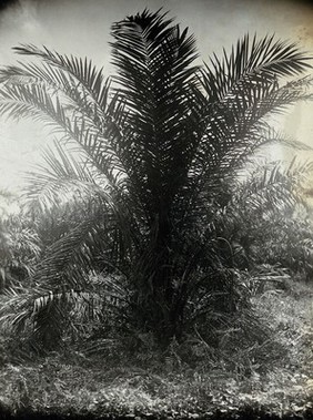 An oil palm tree, which harbours the mite that causes scrub typhus. Photograph, ca. 1930.