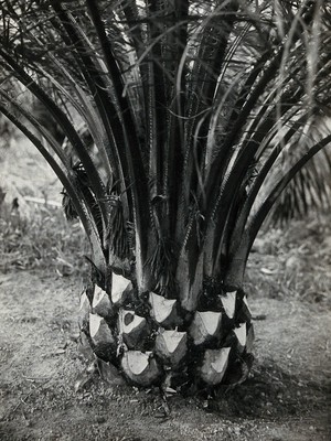 view A newly pruned palm tree, which harbours the mite that causes scrub typhus. Photograph, ca. 1930.