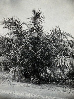 view A newly pruned palm tree, which harbours the mite that causes scrub typhus: close-up of the trunk. Photograph, ca. 1930.