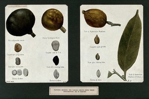 view Leprosy: fruits from which chaulmoogra oil (used to treat leprosy) is derived. Watercolour by E. Schwarz-Lenoir, 1921/1950 (?), after Ernest Muir, ca. 1921.