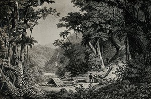 view Peru: a cinchona forest; a shelter and figures in a clearing. Reproduction of an engraving, 1750/1850.