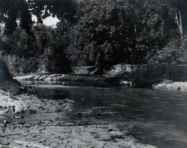 Assam, India: a river with dense vegetation and trees on its banks. Photograph, 1900/1920 (?).