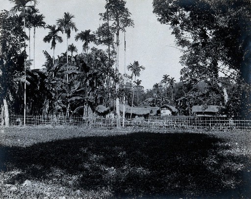 Assam, India: a village of grass-roofed houses surrounded by palm trees, enclosed by a bamboo fence.