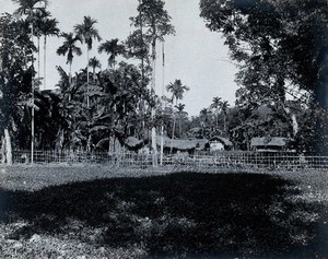 view Assam, India: a village of grass-roofed houses surrounded by palm trees, enclosed by a bamboo fence. Photograph, 1900/1920 (?).