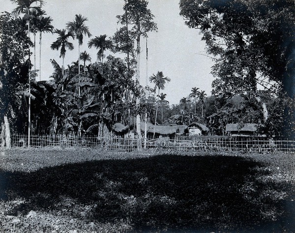 Assam, India: a village of grass-roofed houses surrounded by palm trees, enclosed by a bamboo fence. Photograph, 1900/1920 (?).