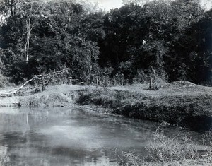 view Assam, India: a pond surrounded by dense vegetation and trees. Photograph, 1900/1920 (?).