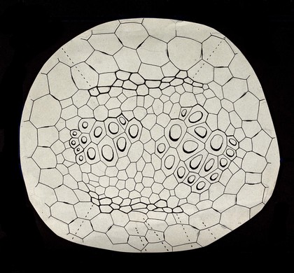 Plant cell structure (?). Drawing by Gustave Chauveaud, 1910/1930 (?).