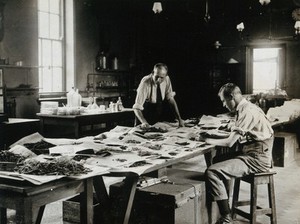 view The Chelsea Physic Garden, London: two men at work in a laboratory drying and sorting seeds for research on medicinal herbs. Photograph, 1921.