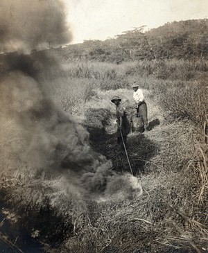 view Miraflores, the Panama Canal Zone: rising smoke as two West Indian men burn grass away from the side of a ditch as part of a mosquito control programme implemented during the construction of the Panama Canal. Photograph, 1910.