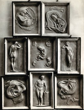 Human reproduction and gestation: foetuses and the male and female reproductive systems in cross-section, and three nudes. Photograph, 1920/1940, of eight framed bas-reliefs, 18--?.