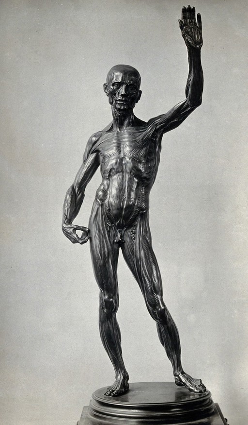 Anatomical male figure. Photograph, 1920/1960, of a bronze sculpture by Lodovico Cardi (Il Cigoli), ca. 1600.
