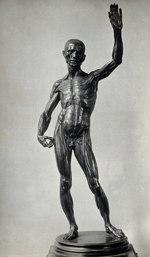 view Anatomical male figure. Photograph, 1920/1960, of a bronze sculpture by Lodovico Cardi (Il Cigoli), ca. 1600.