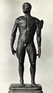 Anatomical male figure. Photograph, ca. 1922, of a carved wooden figure.