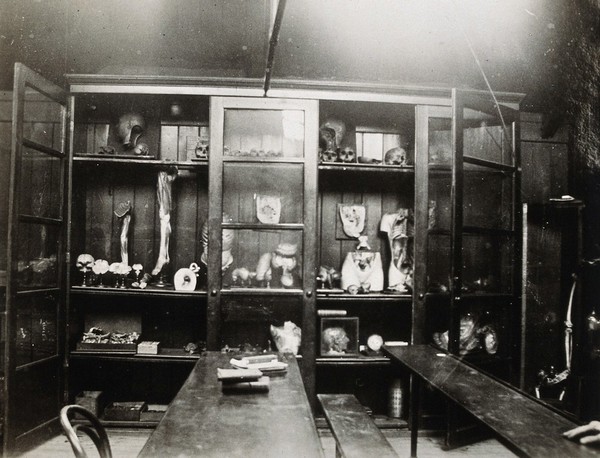 Cooke's School of Anatomy (London School of Anatomy), London: interior, showing anatomical specimens in a cupboard. Photograph, ca. 192-.
