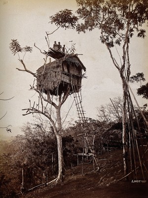 view Papua New Guinea: a tree house of the Koiari people, east of Port Moresby. Photograph taken by J.W. Lindt, 1886.