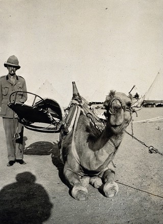 A kneeling camel, with a cacolet attached to its back, used to transport injured soldiers during World War I: a western military man is shown standing beside the camel, with desert tents seen pitched in the background. Photograph copied from a print by Dr. Balfour, 1916.