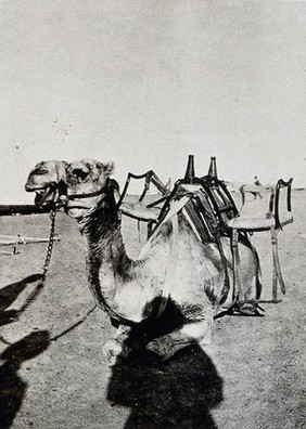 A kneeling camel, with a cacolet attached to its back: used to transport injured soldiers during World War I. Photograph copied from a print by Dr. Balfour, 1916.