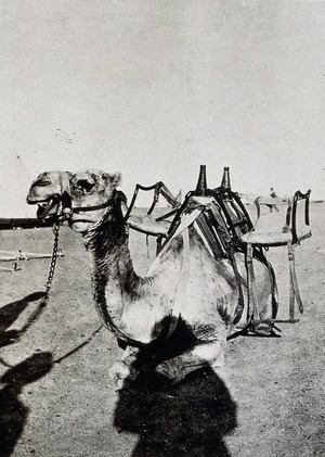 view A kneeling camel, with a cacolet attached to its back: used to transport injured soldiers during World War I. Photograph copied from a print by Dr. Balfour, 1916.