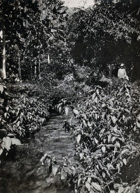 A stream inhabited by the simlium fly, Verdant Vale, Arima, Trinidad. Photograph, 1880/1910?.