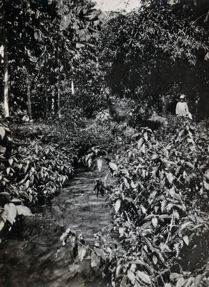 view A stream inhabited by the simlium fly, Verdant Vale, Arima, Trinidad. Photograph, 1880/1910?.