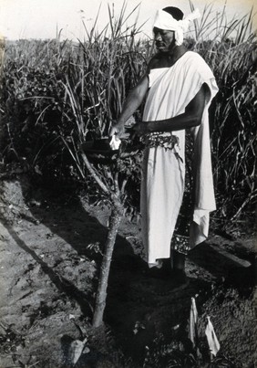 Africa: a man standing over a pot which is supported by the pronged branches of a small tree. Photograph (by Kurt Lubinski?), 1940/1960.