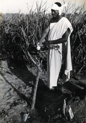 view Africa: a man standing over a pot which is supported by the pronged branches of a small tree. Photograph (by Kurt Lubinski?), 1940/1960.