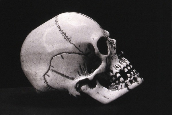 A model of a skull, carved in ivory: side view. Photograph, 1936.