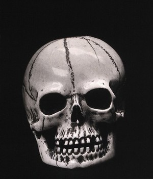view A model of a skull, carved in ivory: front view. Photograph, 1936.