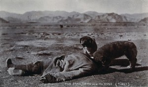 view Tibet: a dead body being eaten by dogs. Photograph, 19--.