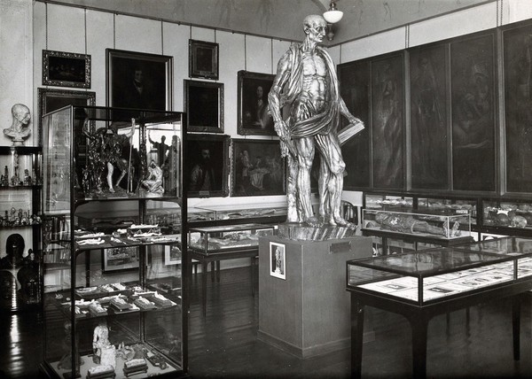 Wellcome Historical Medical Museum, Wigmore Street, London: anatomy room on the first floor. Photograph.