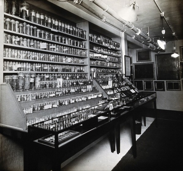 Wellcome Historical Medical Museum, Wigmore Street, London: an exhibition of materia medica. Photograph, 1913.