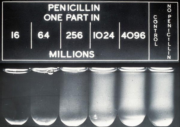 The high potency of penicillin when first partially purified. Photograph, 194- (?).