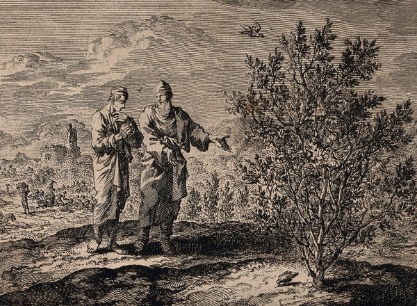 Christ tells an apostle how a mustard seed grows into a tree. Etching.