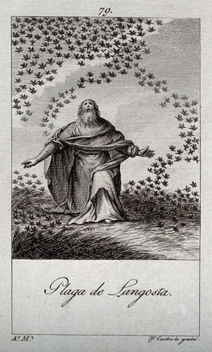 view The plague of locusts. Engraving by J.F. Castro after A. Martinez.