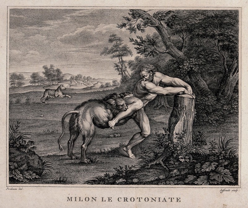 Milo of Croton. Stipple engraving by A. Zaffonato after G.A. Pordenone., by Il Pordenone