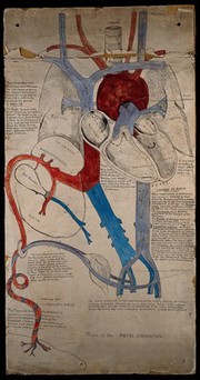 Plan of foetal circulation. Drawing, ca. 1900 (?).